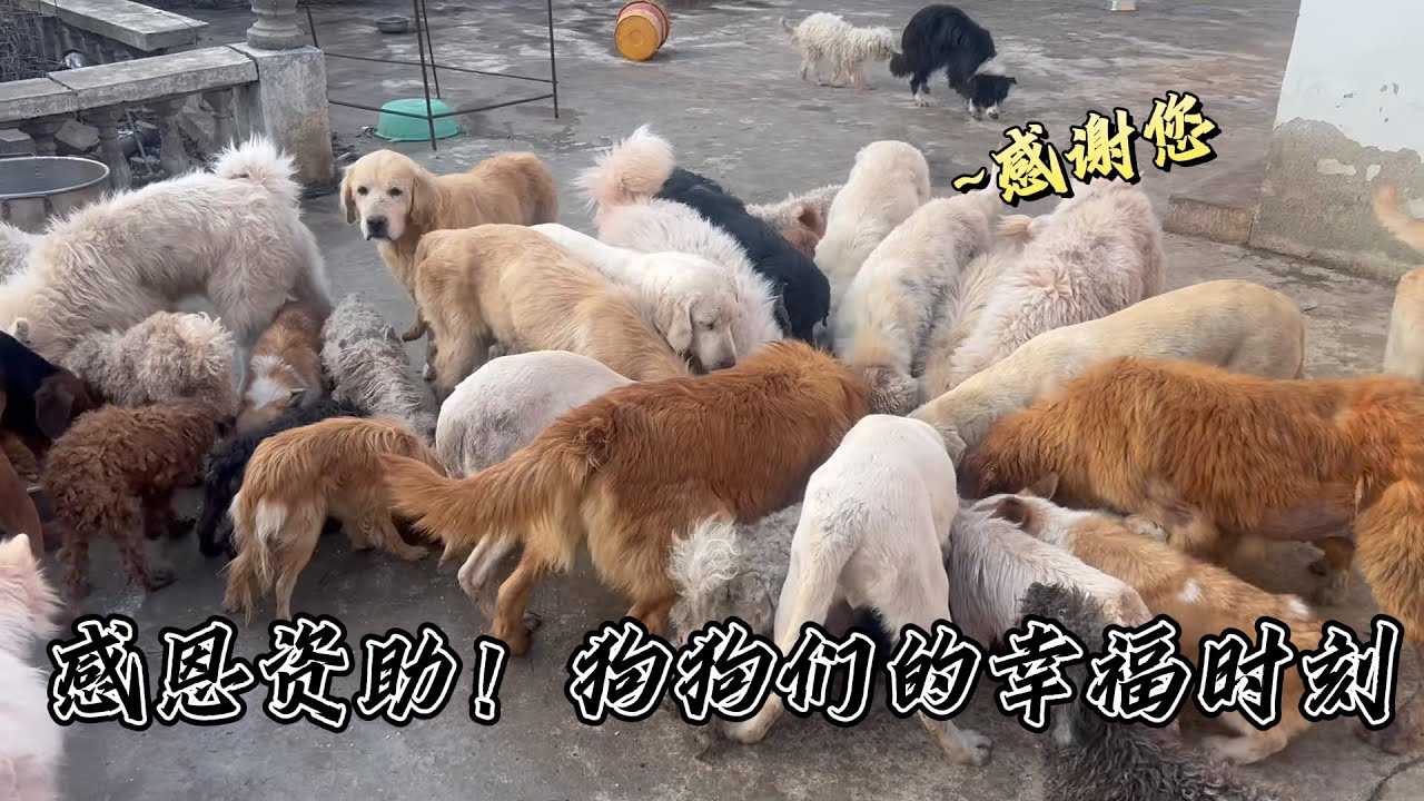 粉絲家人善意彙聚，讓流浪毛孩子飽餐壹頓，感恩！