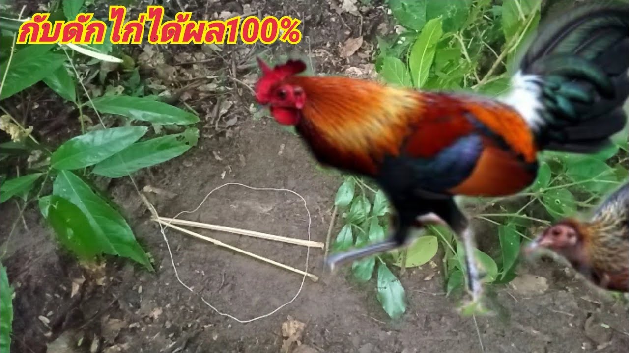#กับดักไก่ได้ผล100% การันตีคุณภาพได้เลยกับดักตัวนี้ #ทำง่ายได้ผลดี
