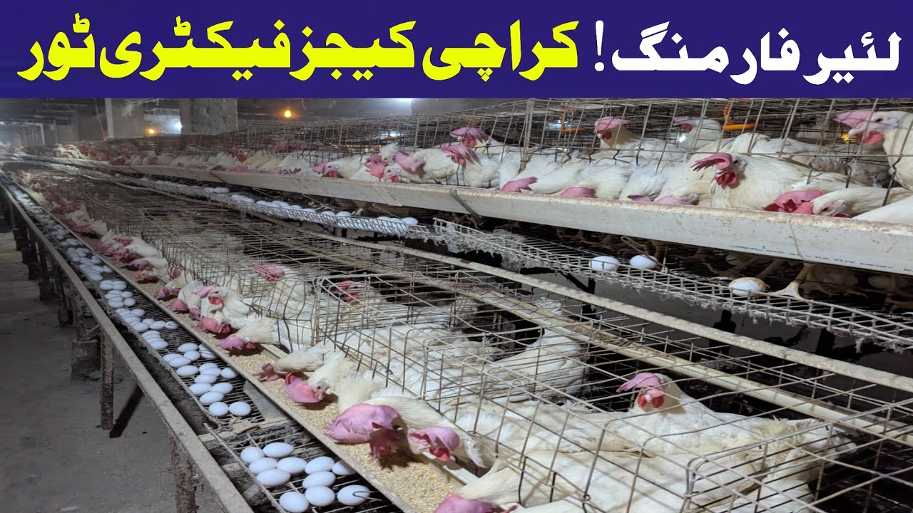Layer Farming Cage System Factory Tour | Battery Cages, Karachi Cages ,Feed & Water Complete Guide