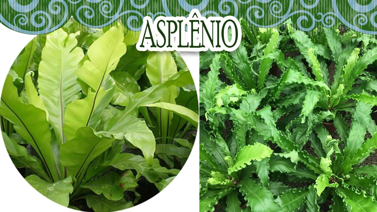 Asplênios, como cultivar?