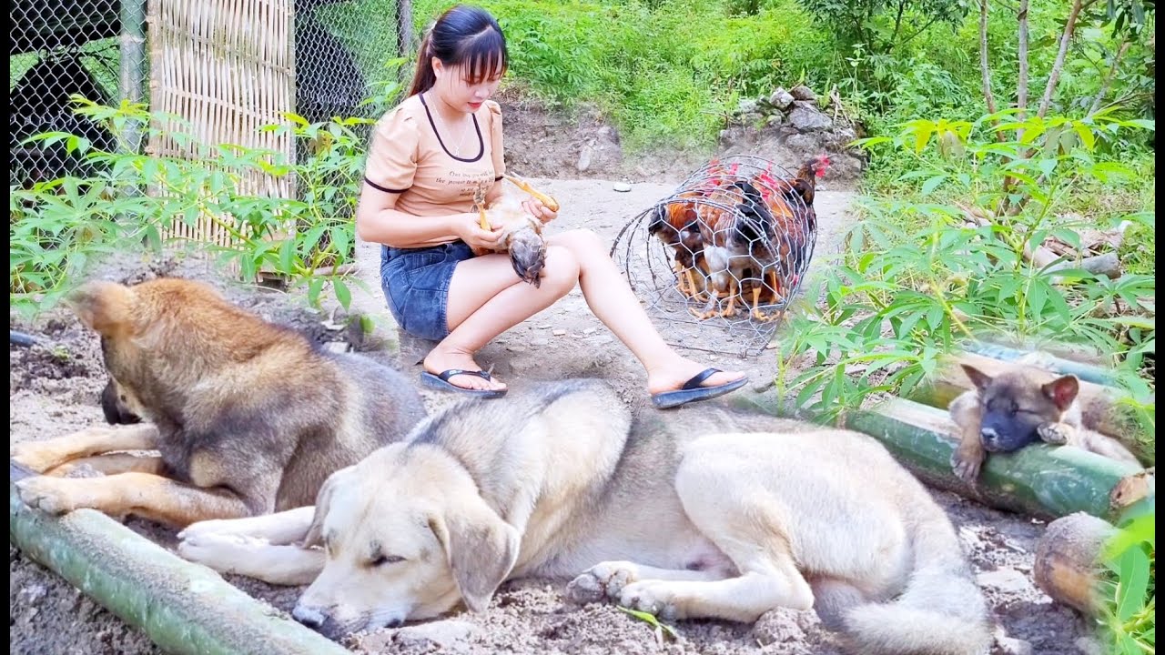 Build a new chicken coop and castrate chickens on the farm. Peaceful life / Living with nature