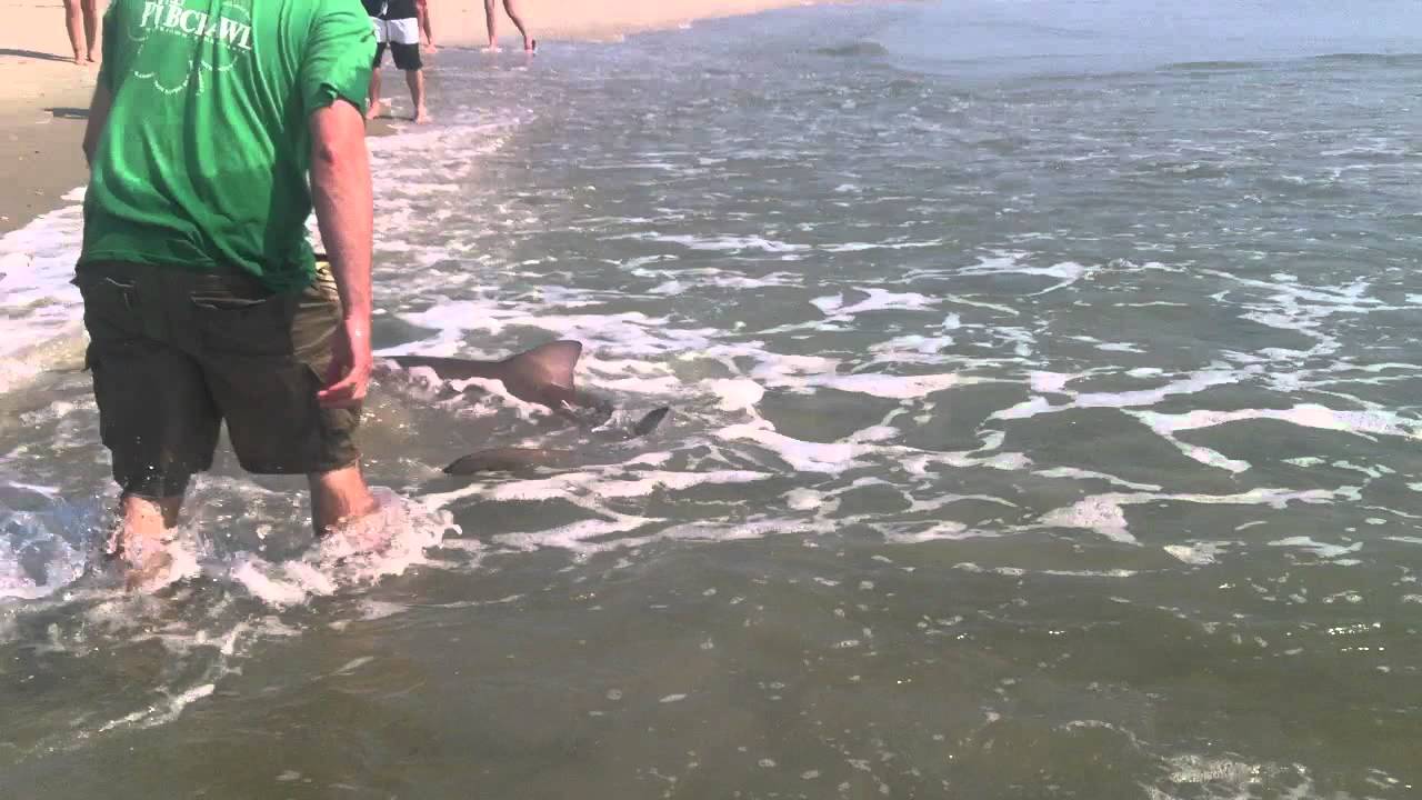 Shark caught in Avon NC off the beach YouTube