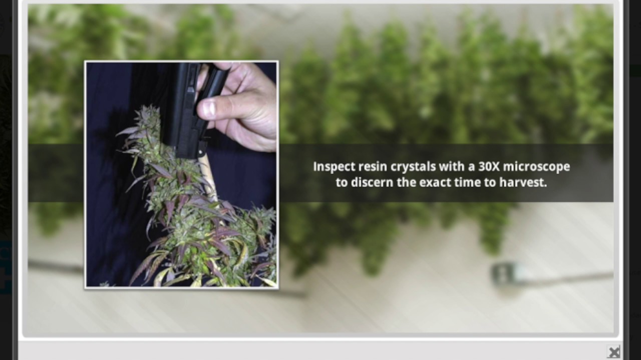 Cannabis Harvest Course by Jorge Cervantes