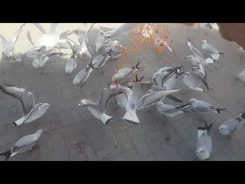 Seagull birds line up at Dubai Creek and I feed them! Beautiful view 2015.