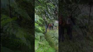 Hike To Angel Waterfall From St Joseph