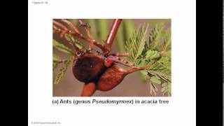 Biology in Focus Ch 41 Species Interaction
