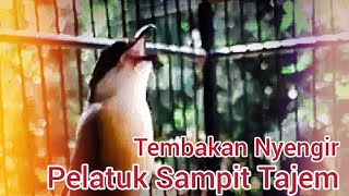 Masteran Cendet Pelatuk Sampit ~ Suara Tajam dan Jernih || MASTERAN CENDET JUARA