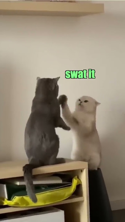 Cattynip: The Return
