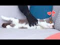 This Trick Will Make Cats Love You!