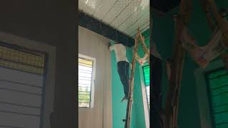 PVC panel ceiling installation part 2 #interiordesign #viral #home #ytshorts #design #fyp #trending