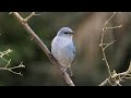 The Relaxing Natural World Of Birds | The Wild Place | BBC Earth