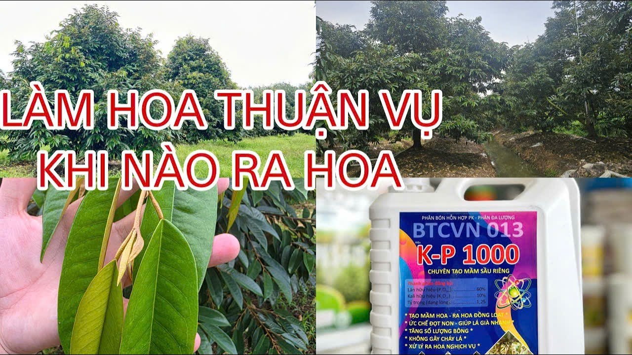 Làm bông chú ý khi siết nước tránh rụng lá và khô mắt cua mùa thuận vụ?