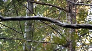 Sharp-shinned Hawk Calling Young
