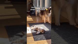 Love and Fear. The Duality of the Siberian Husky.