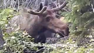 Moose Escapeaway.com Movie