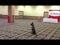 Dog Training - Watching objects Fly Dog Training - Watching objects Fly