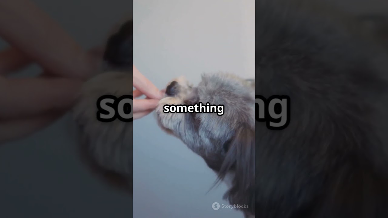 Do Dogs Really Know Their Names?  🐶