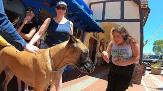 Cash 2.0 Great Dane at the Danish Village in Solvang 1