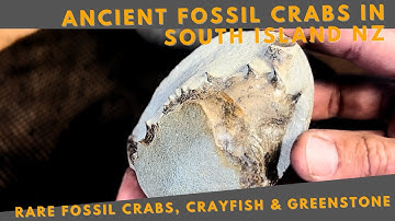 Fossil Hunting in NZ’s South Island | Rare Eocene Crabs Discovered!