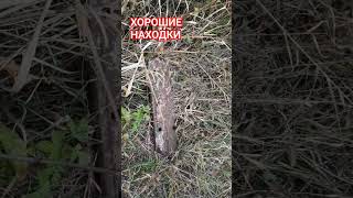 Хороший металл# место бомба #металлокоп #simplexplus #металлокоп