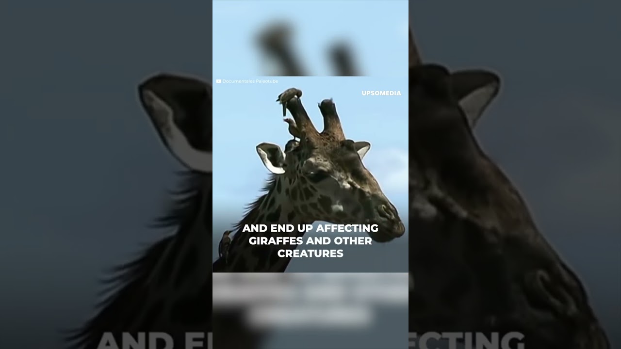 The strange tree-giraffe and the virus that can also infect humans