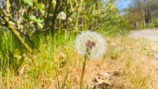 Neo đậu bến quê-cover sáo trúc