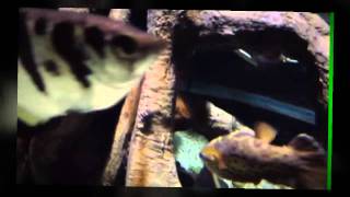 ♦♦♦ Archer Fish - Tropical Fish Species ♦♦♦