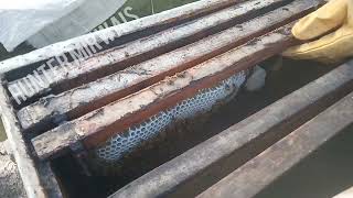 Farming Hoany Kitinghoney