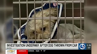 Public helps pay for surgery of dog thrown from vehicle in Avon