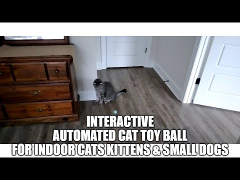 Interactive Cat Toy Kitten Toys Cat Toys For Indoor Cats - Temu