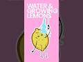 Water & Growing Lemons #shorts