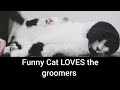 Hilarious CAT has a fetish for the blow dryer and it will make you LAUGH!