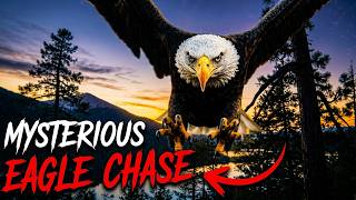 Big Bear | Eagle Teaching Moment or Territory Battle?