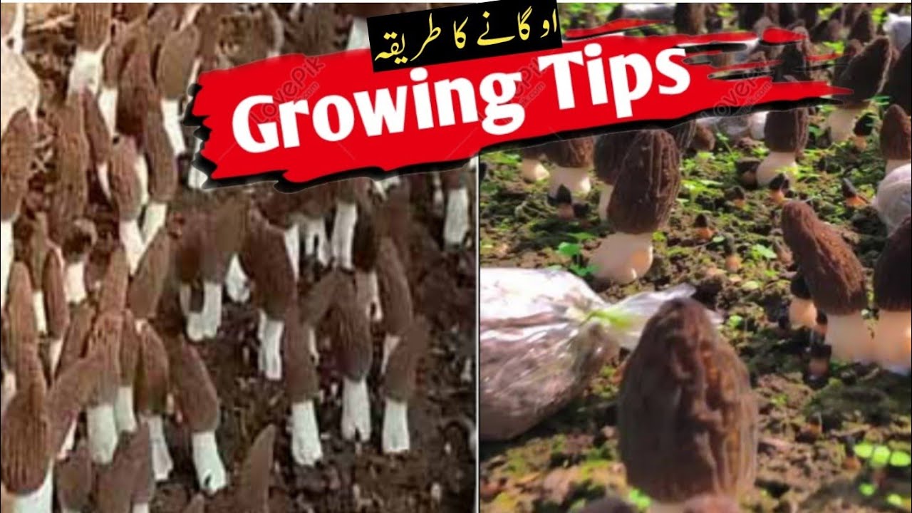 Grow Morel Mashrooms At Home😯🔥|Morchella Cultivation |Gar Mai Gucchi Kasa Ugaye?