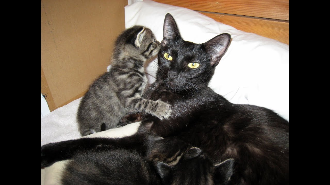 Kami Nurses Her Kittens In The Big Pen