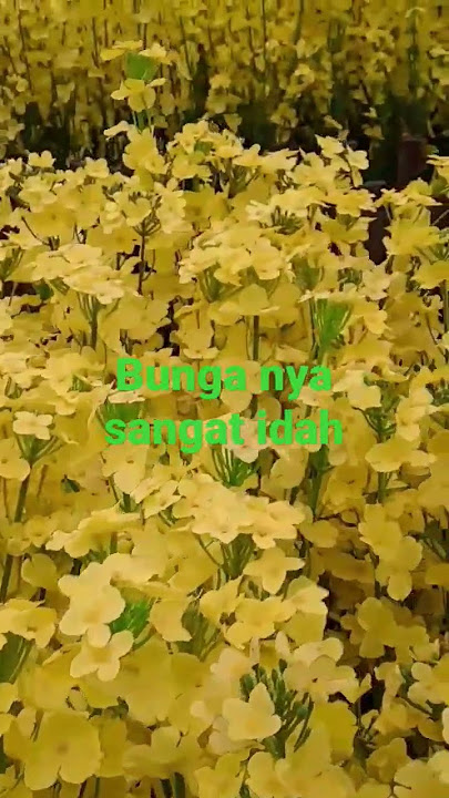 BUNGA NYA SANGAT,,INDAH