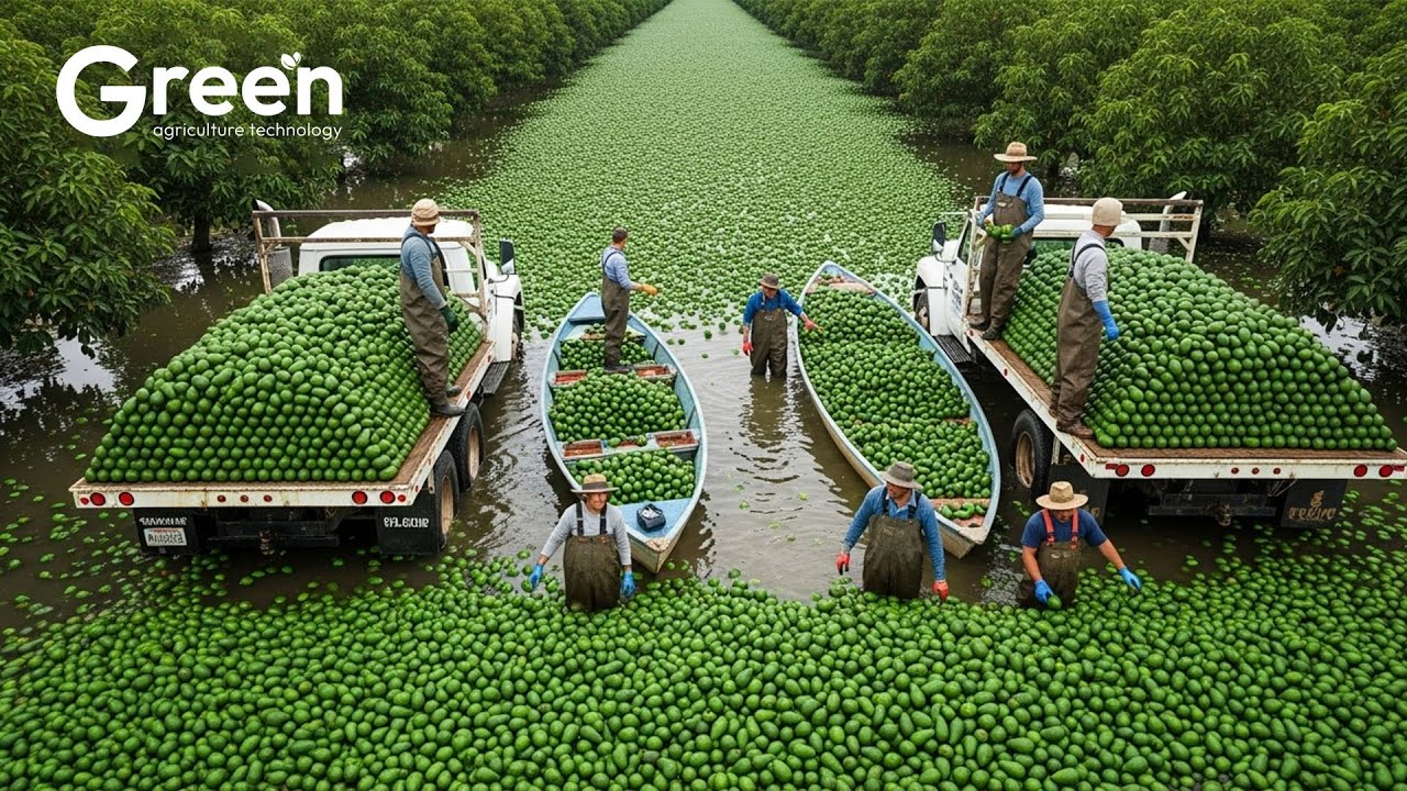How 8 Workers Pick 12 Tons of Avocados in 48 Hours for $480K