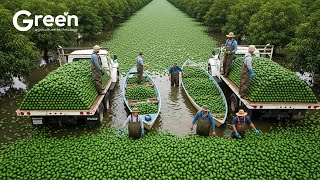 How 8 Workers Pick 12 Tons of Avocados in 48 Hours for $480K