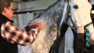 Vaccinating a horse with Calvenza: Dr. John Kaufman, DVM