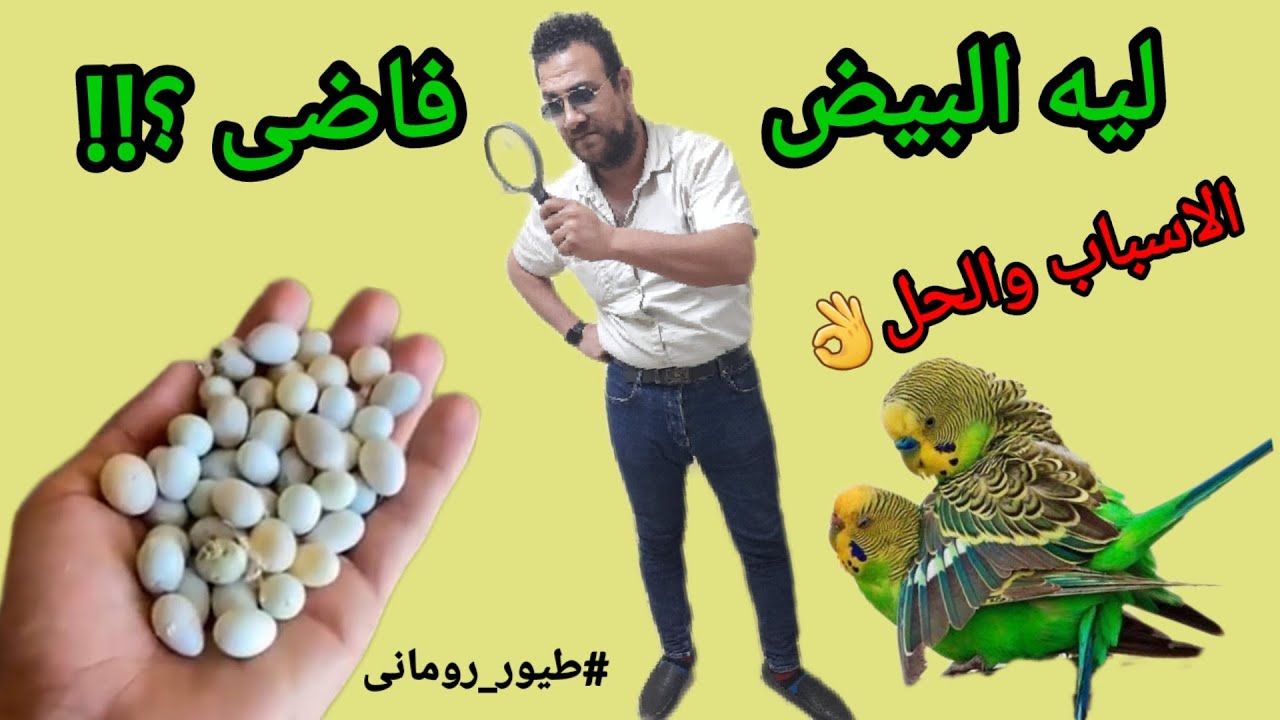 أخيرا حل مشكله البيض الغير مخصب (الفاضى) وشرح اسبابه