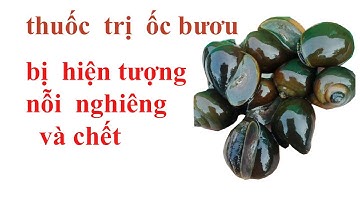 thuốc trị bệnh cho ốc bị nổi nghiêng ( chết hàng loạt không rõ nguyên nhân và bị đơ nỗi lơ lững)