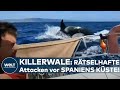 KILLERWALE an SPANIENS KÜSTE: Das steckt hinter den rätselhaften Orca-Attacken auf Segelboote