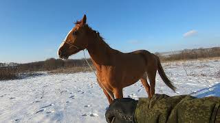 Безобразница. Кобыла будёновской породы, гордость  Усадьбы "Старая мельница". Выставлена на продажу.