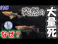 メダカが突然大量死！？【原因と対策】＃１０５ ～美心めだか～