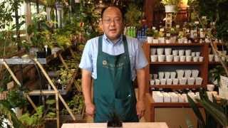 黒竜(オフィオポゴン)の育て方・日常管理