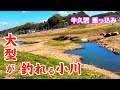 乗っ込みのヘラブナが狂ったように釣れる小川【牛久沼乗っ込みへらぶな釣り】手賀沼の情報も有り