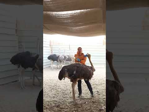 اشتري منتجات النعام دلوقتي من بعض فروع كارفور