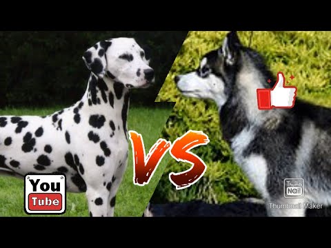 #Далматинец против Сибирский хаски//Animals Battle//