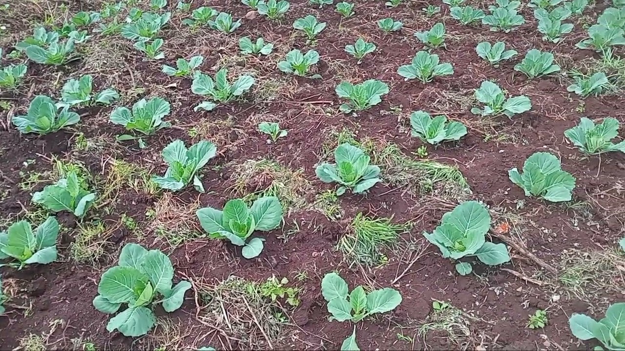 A journey of a thousand heads starts with one cabbage
