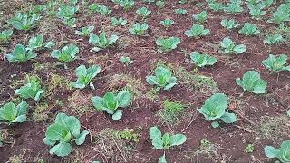 A journey of a thousand heads starts with one cabbage